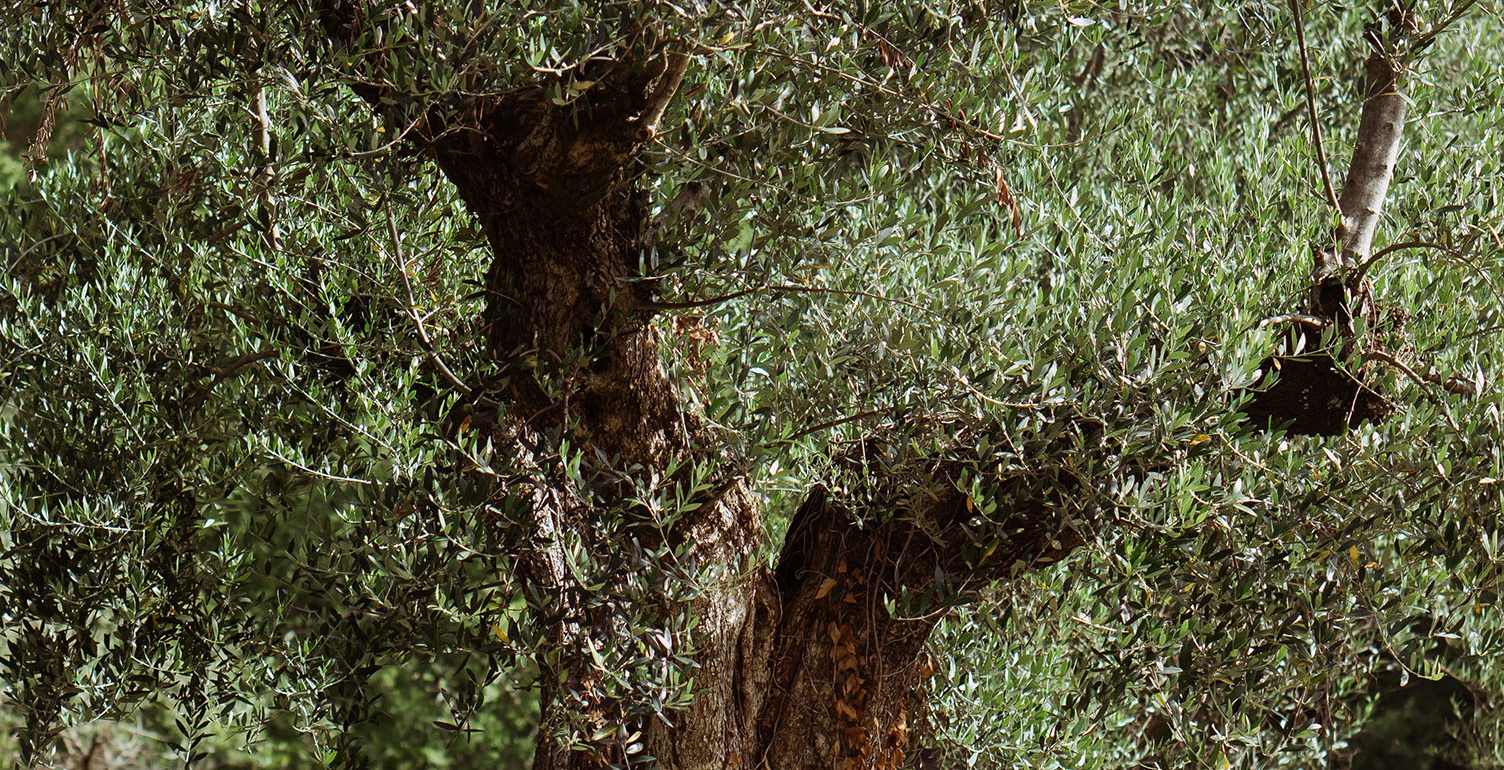 ViviMonte - Il Mare Verde